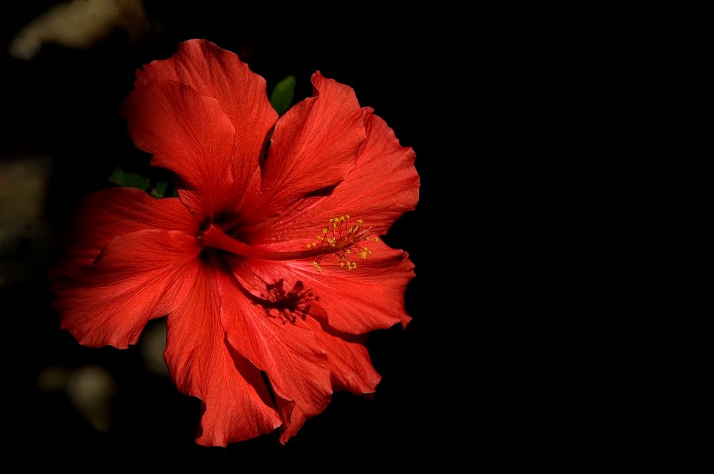 Hibiskus