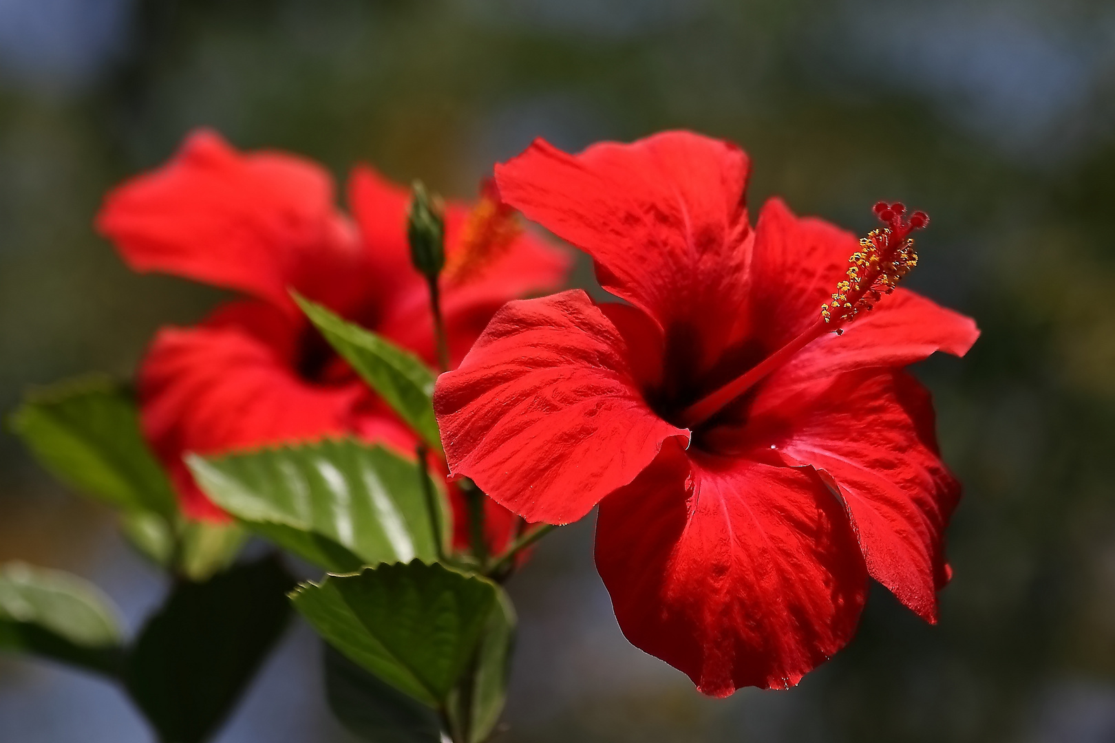 Hibiskus