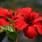 Hibiskus