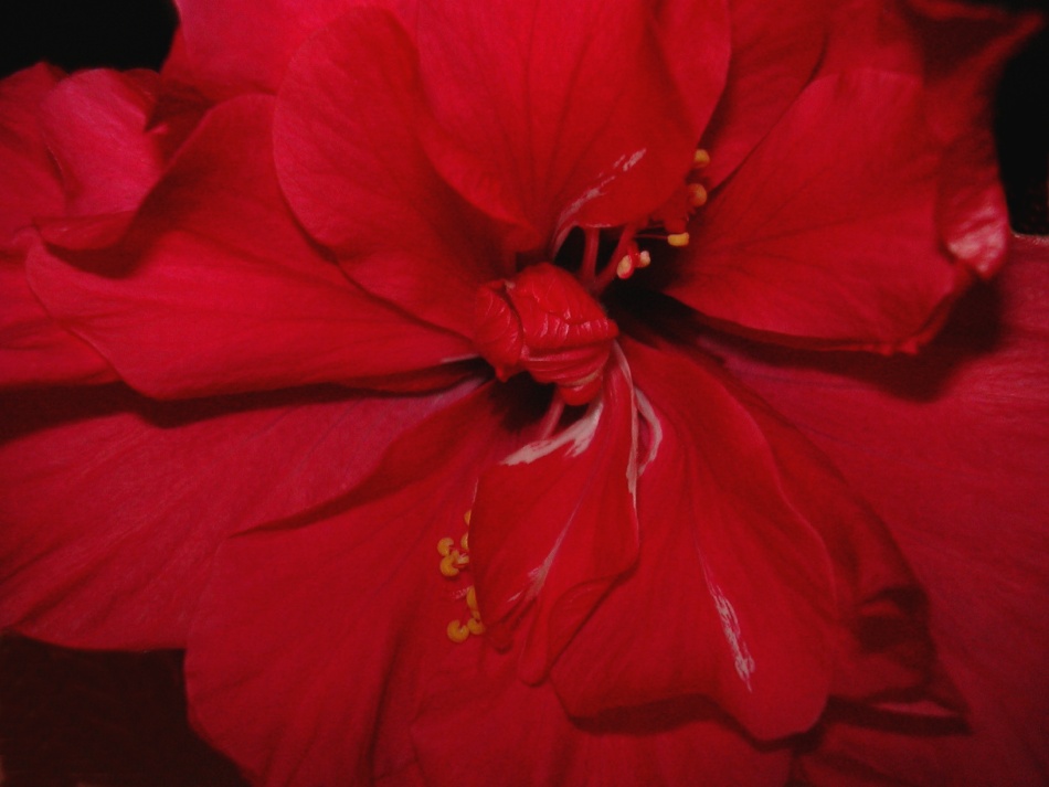 Hibiskus