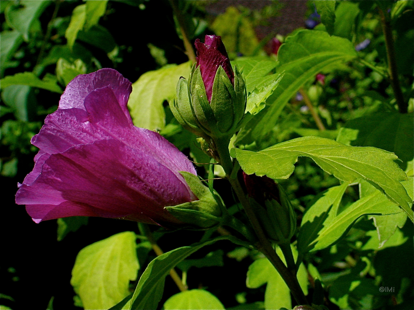 Hibiskus