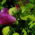 Hibiskus