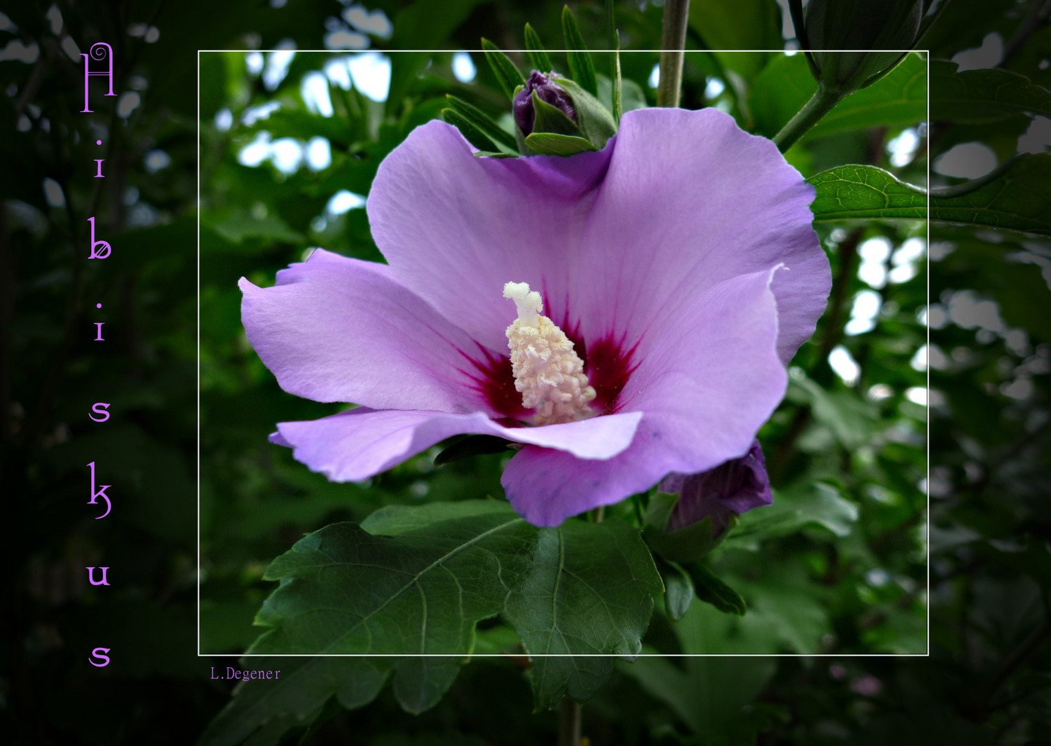 Hibiskus