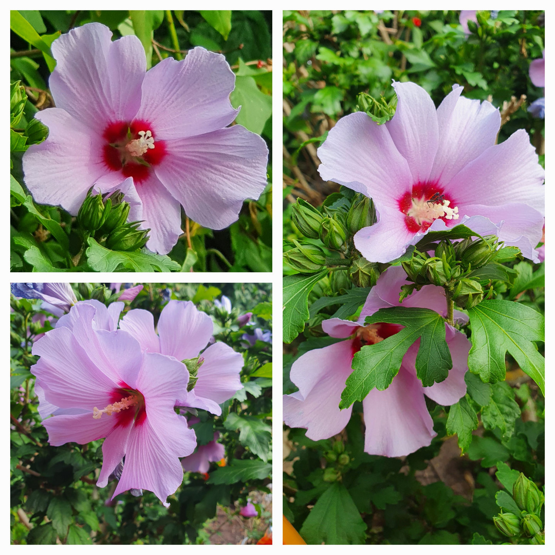 Hibiskus Foto & Bild pflanzen, pilze & flechten, sträucher, bäume
