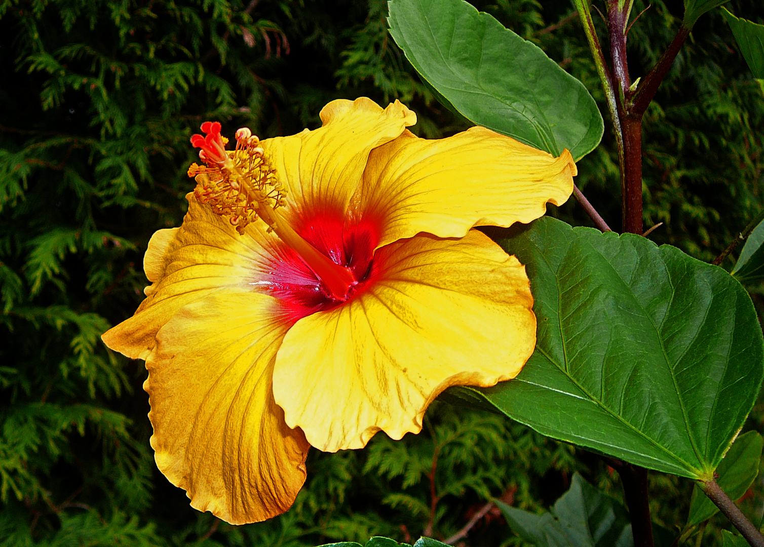 Hibiskus