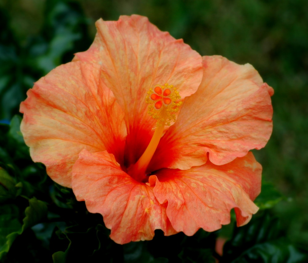 Hibiskus