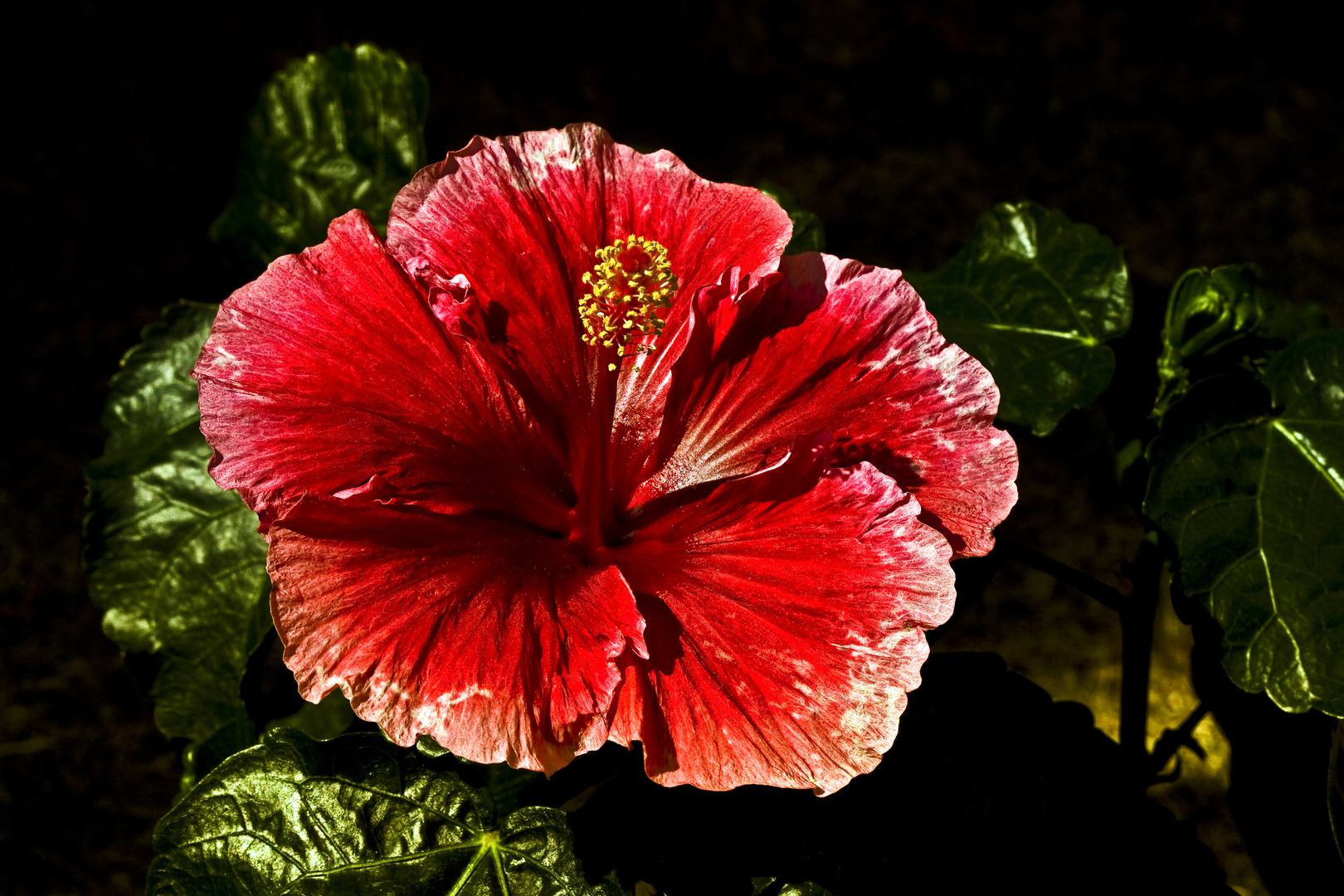 Hibiskus