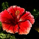 Hibiskus