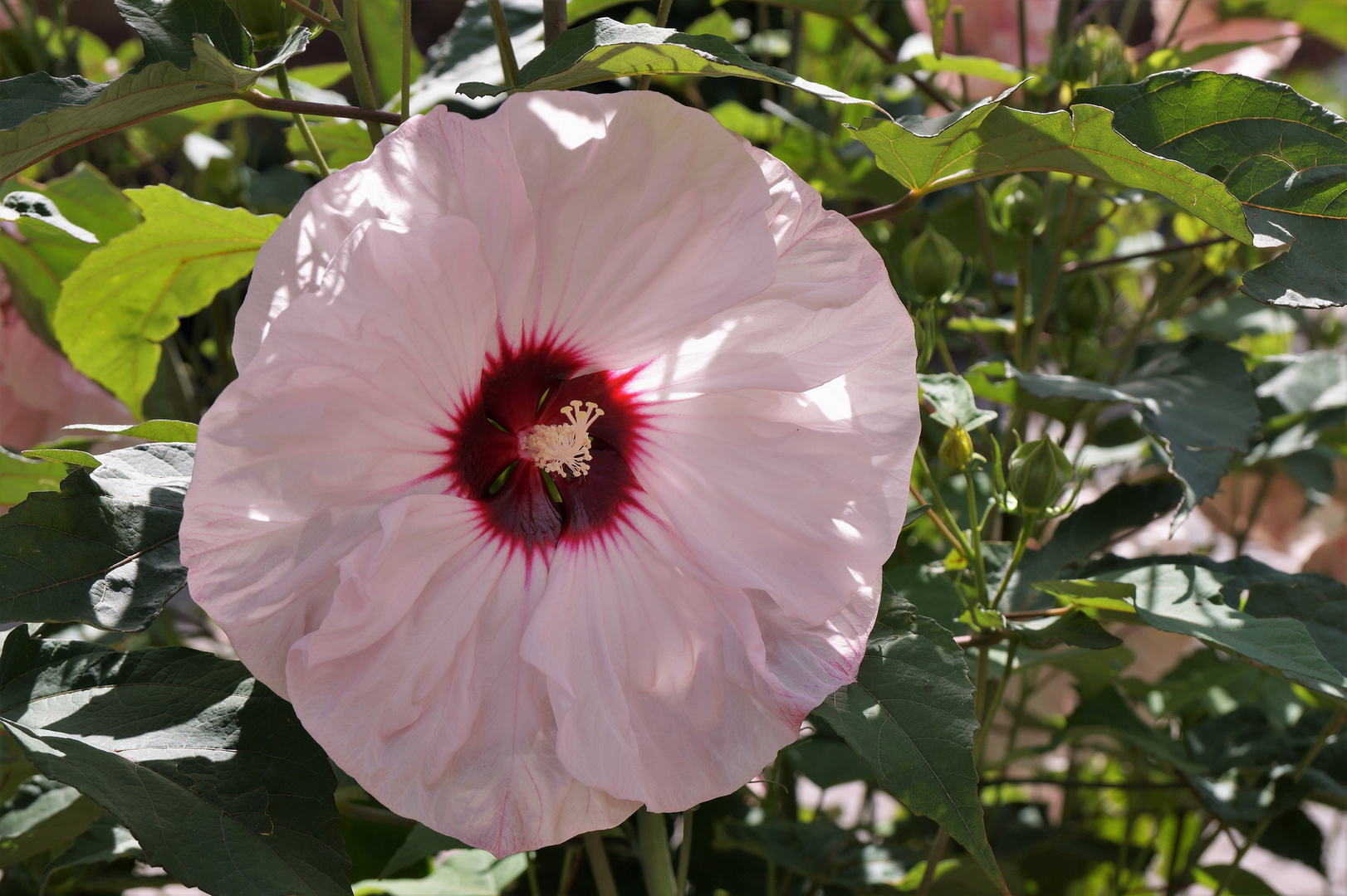 Hibiskus...