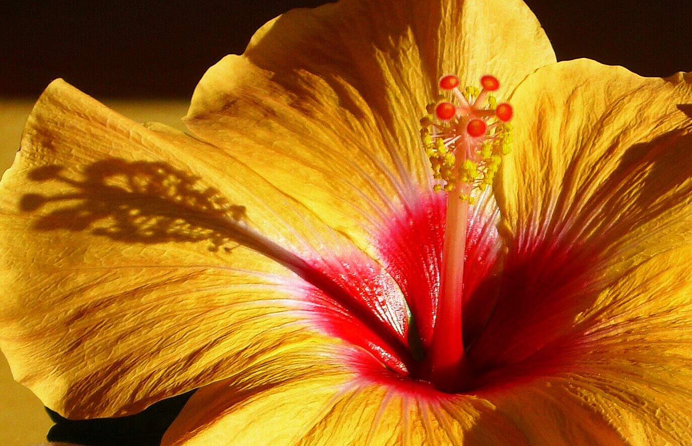 Hibiskus