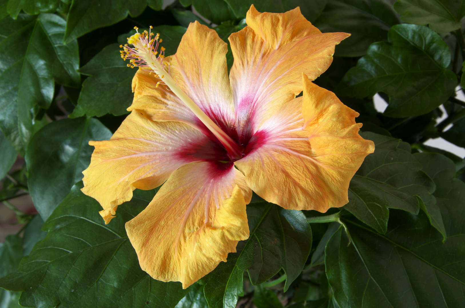 Hibiskus