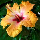 Hibiskus