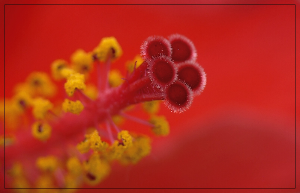 Hibiskus