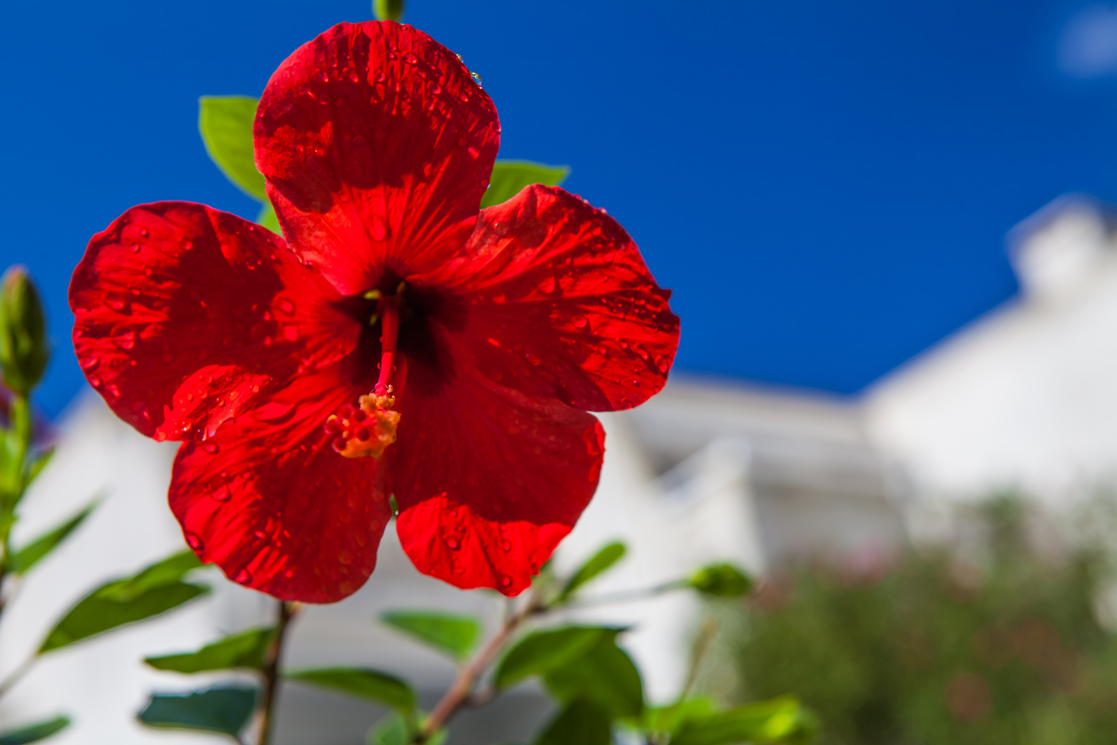 Hibiskus 