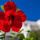 Hibiskus 