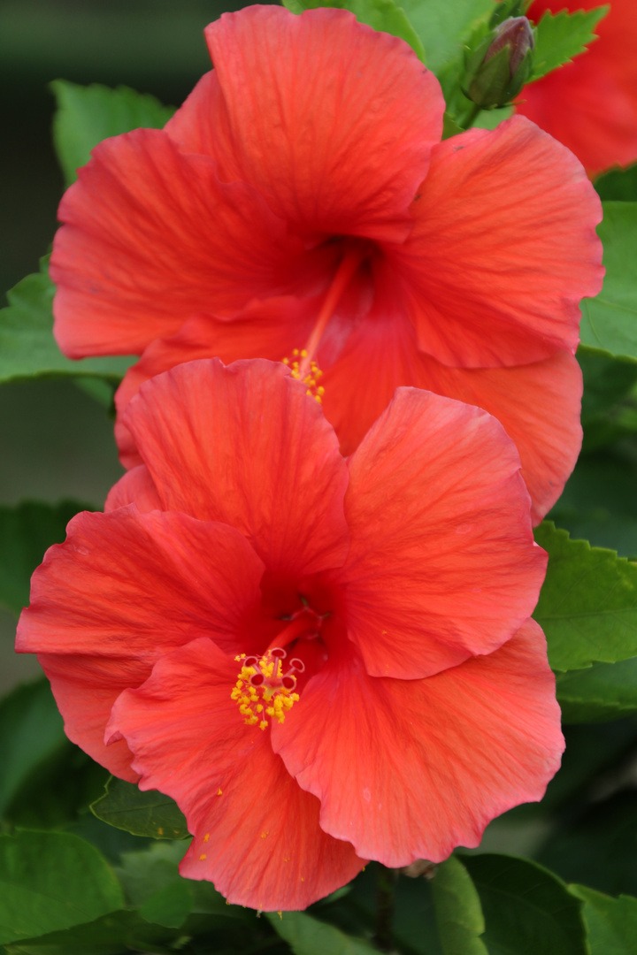 Hibiskus