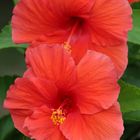 Hibiskus