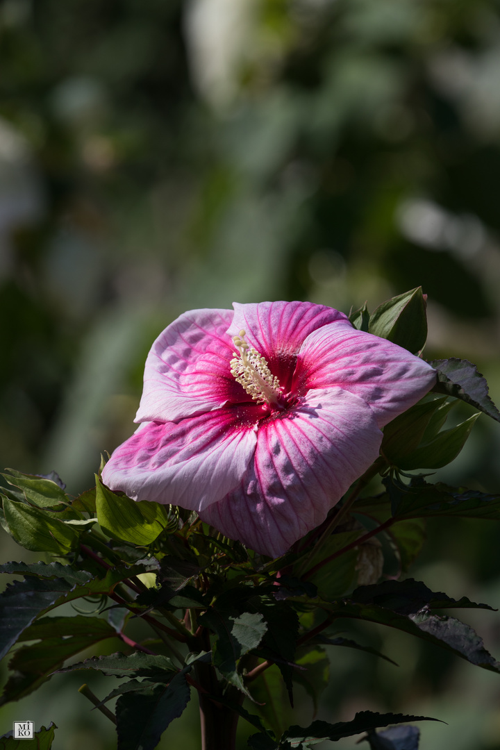 Hibiskus