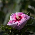 Hibiskus