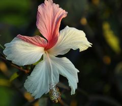 Hibiskus