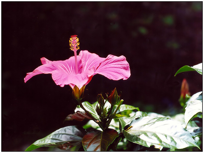 Hibiskus