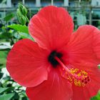 Hibiskus