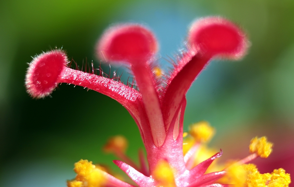 Hibiskus