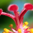 Hibiskus