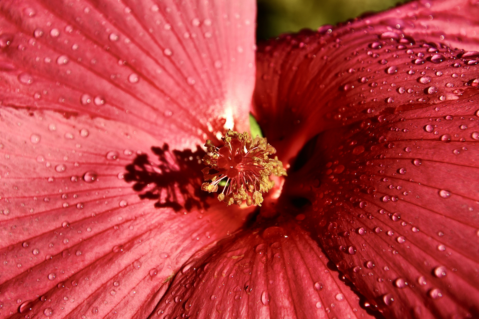 Hibiskus