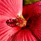 Hibiskus