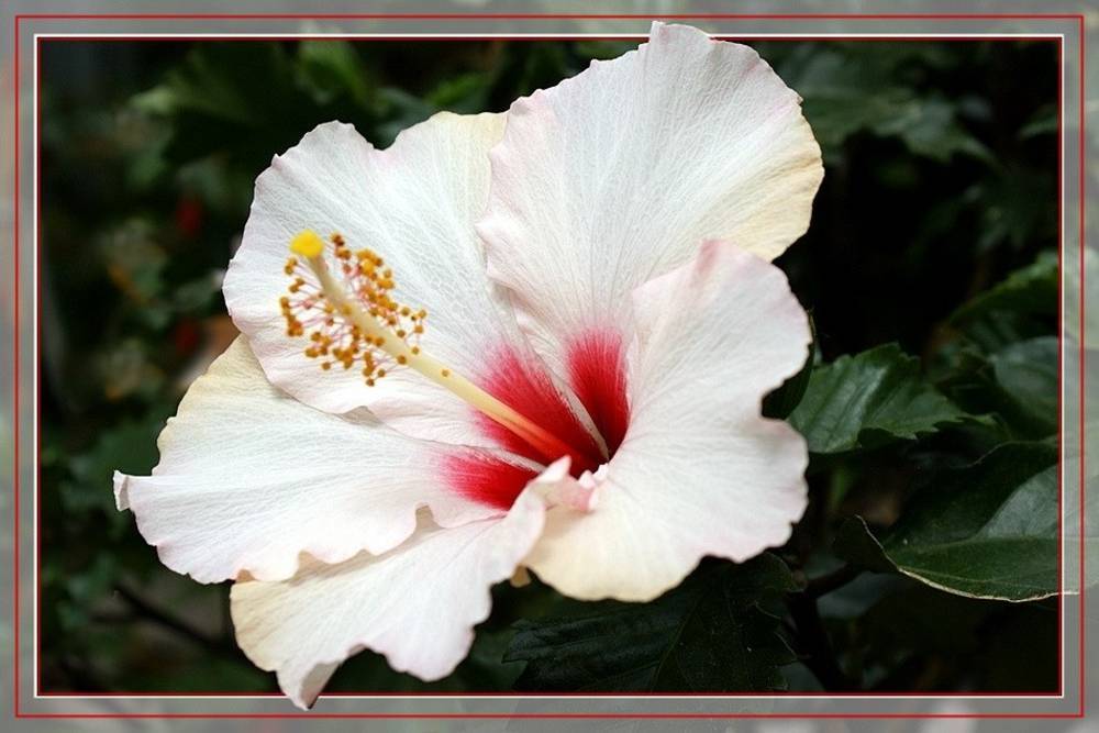 Hibiskus