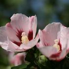 Hibiskus