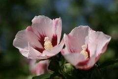 Hibiskus