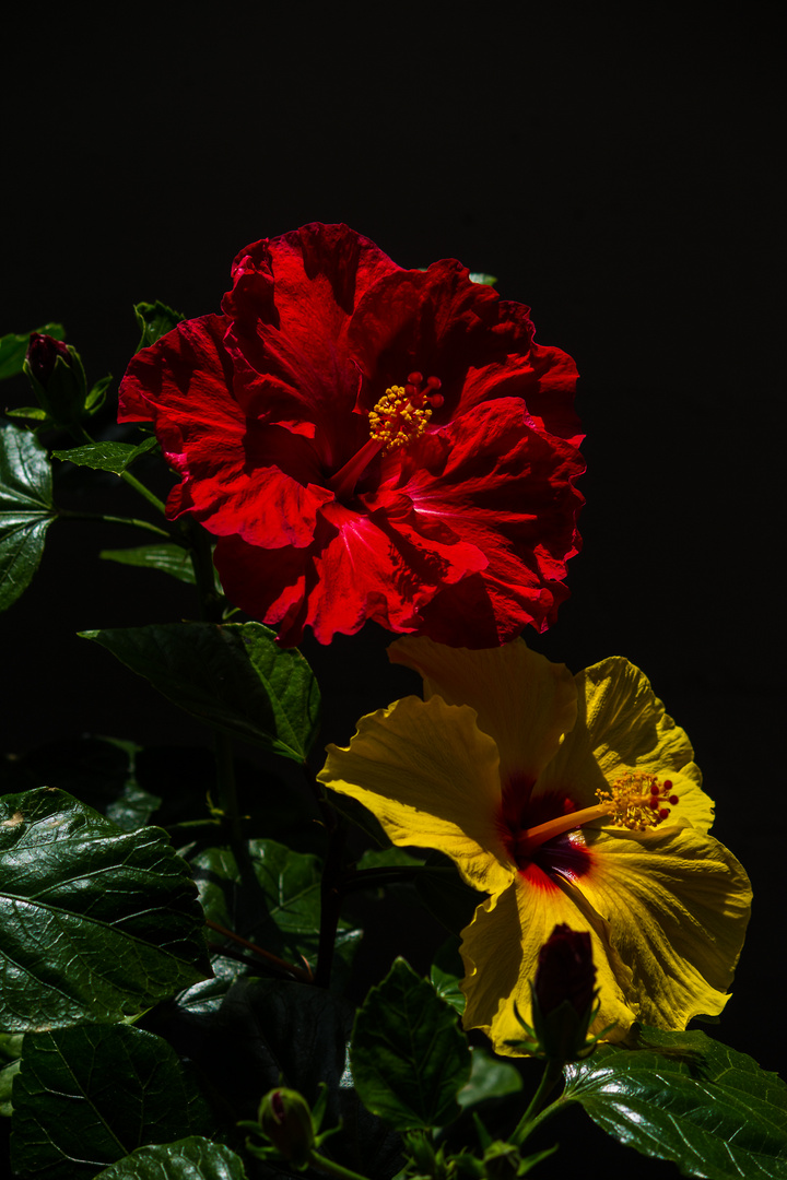 Hibiskus