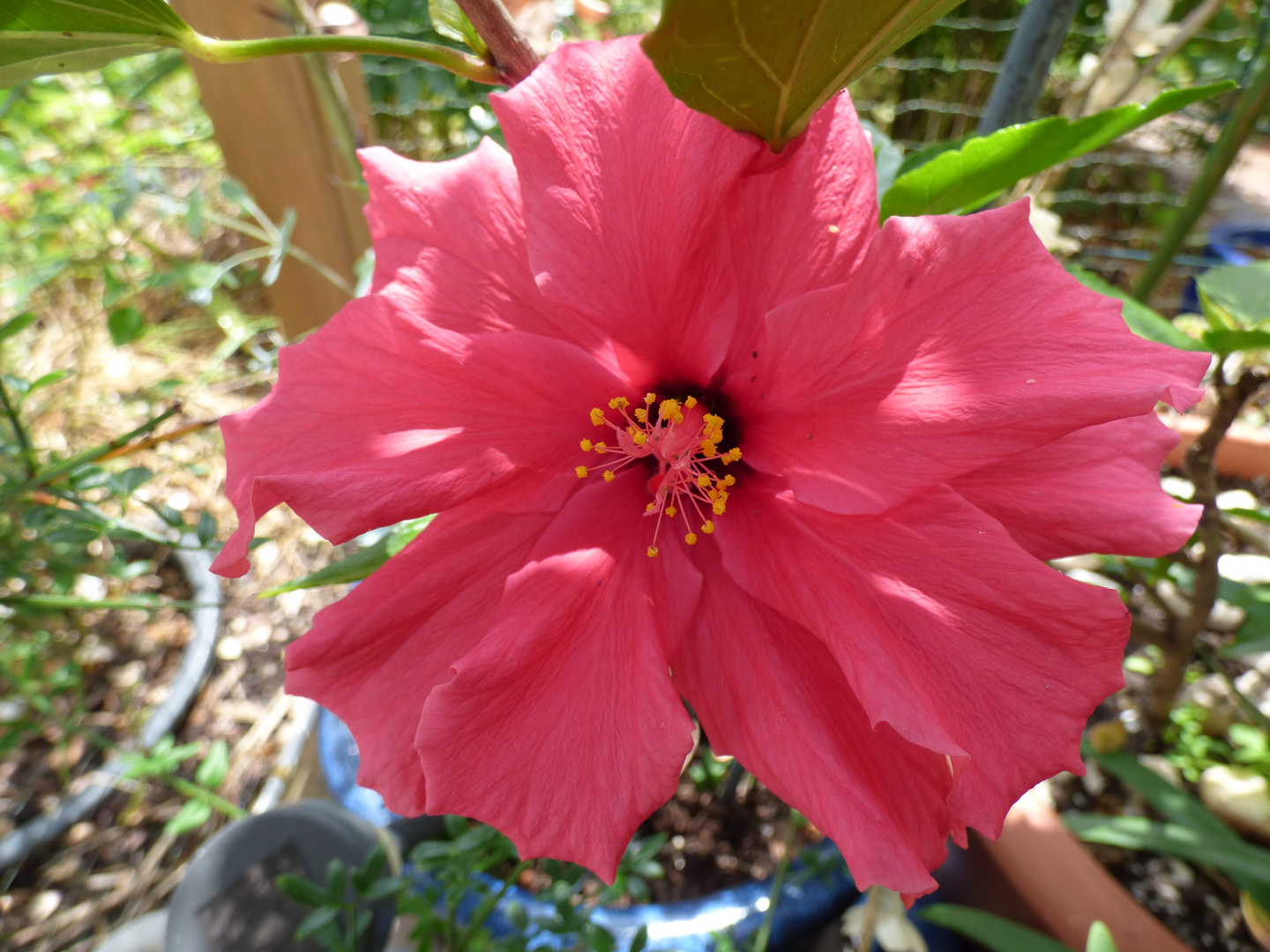 Hibiskus