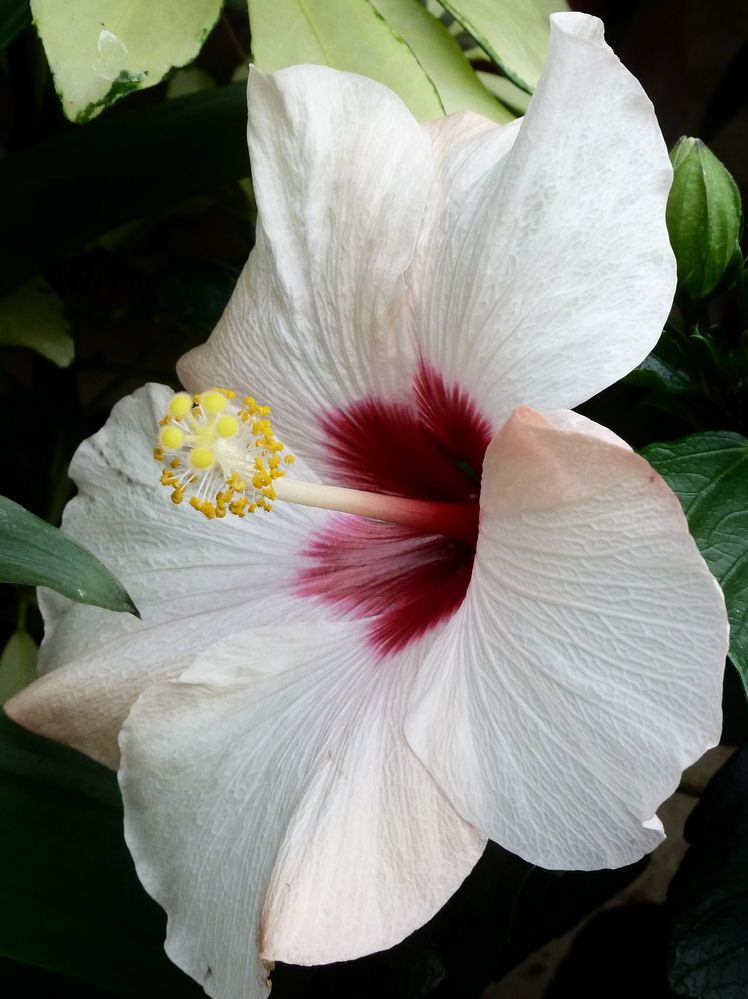 Hibiskus