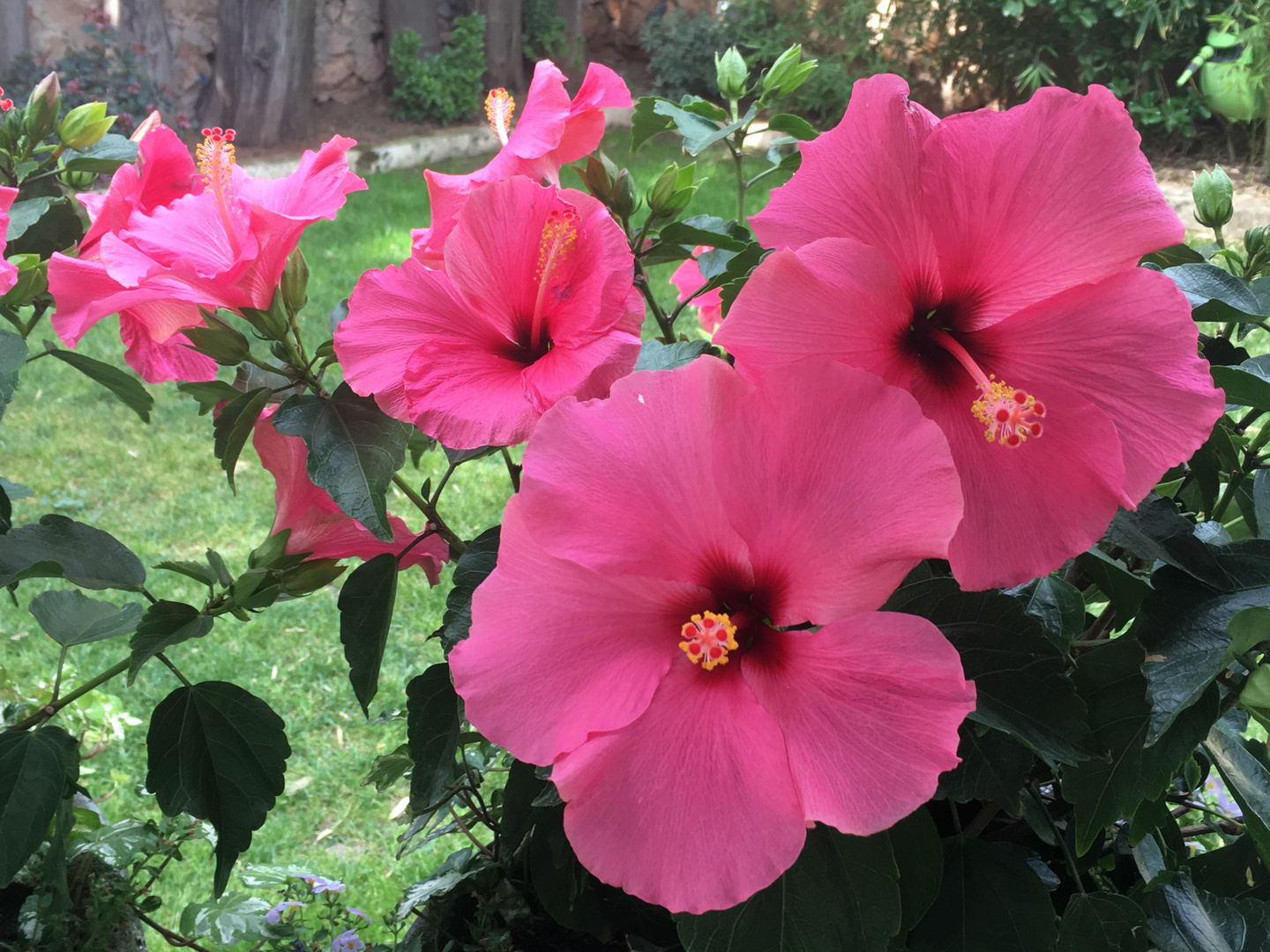 Hibiskus