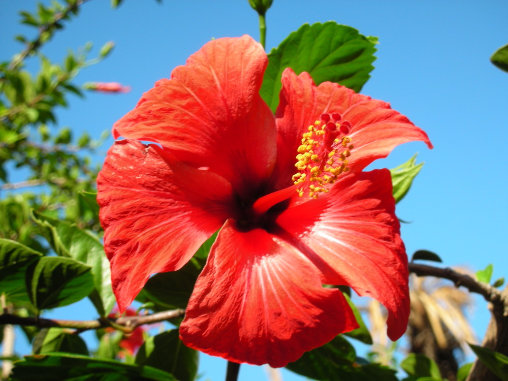 Hibiskus ?