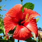 Hibiskus ?