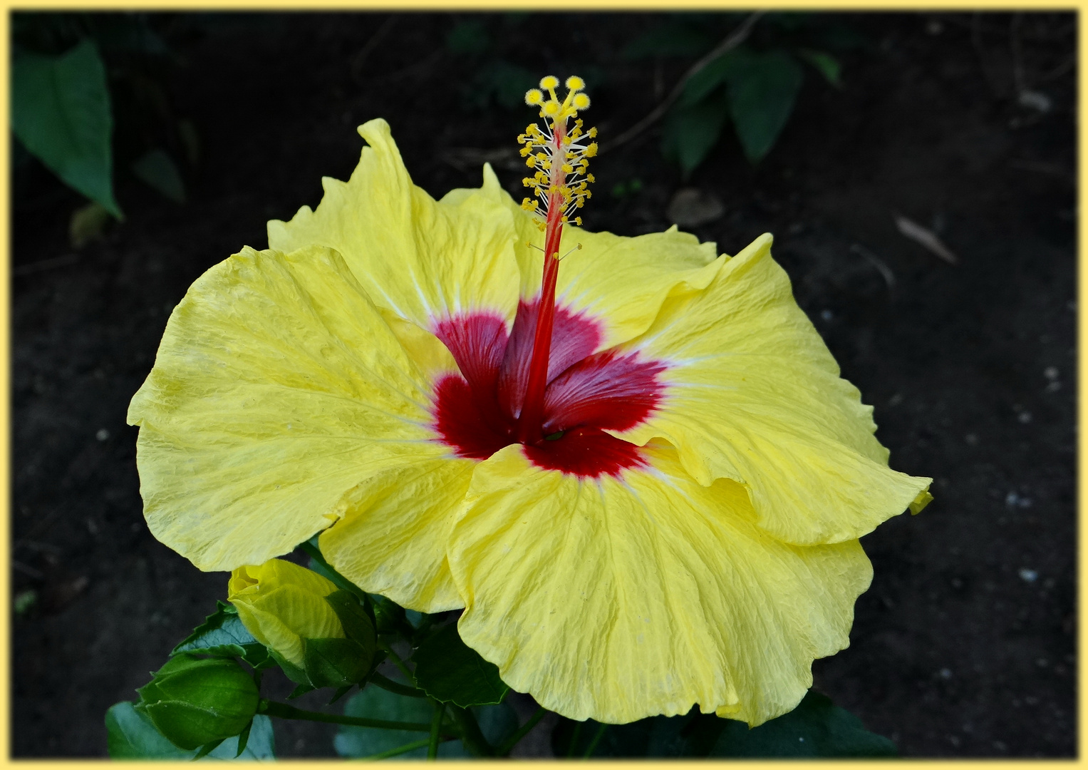 Hibiskus