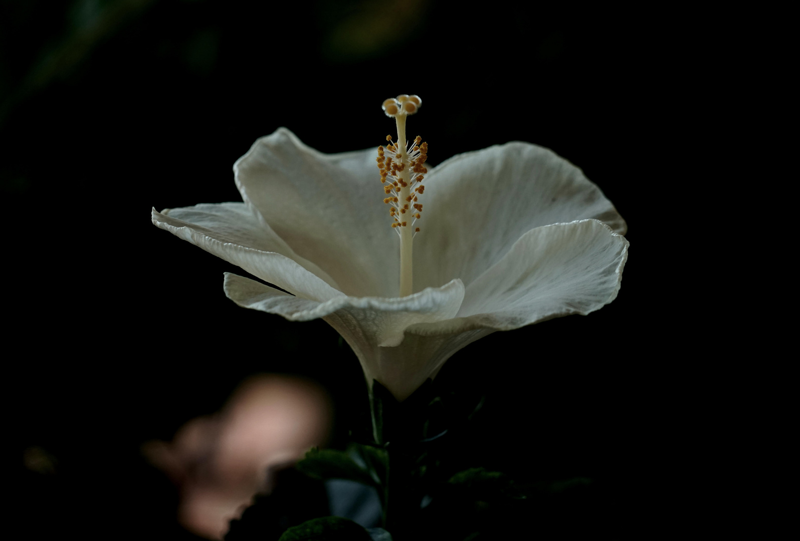 Hibiskus *