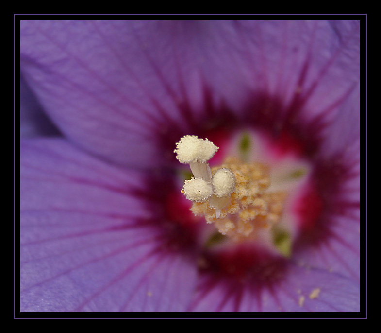 Hibiskus