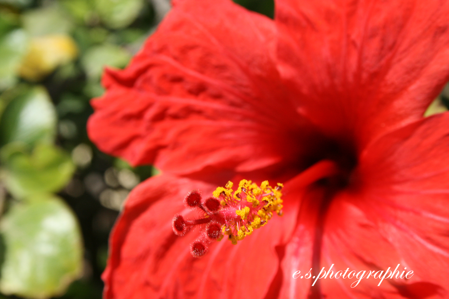 hibiskus