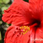 hibiskus