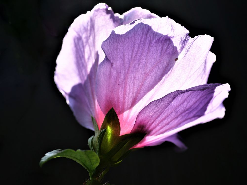 Hibiskus