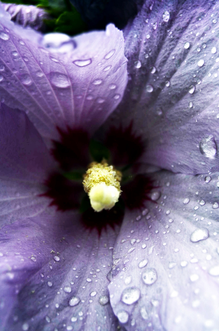 Hibiskus.