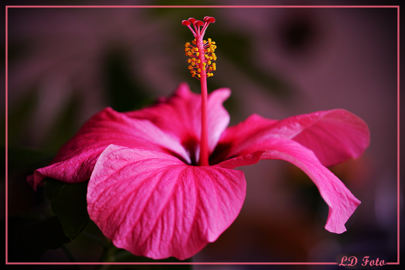  Hibiskus 