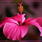  Hibiskus 