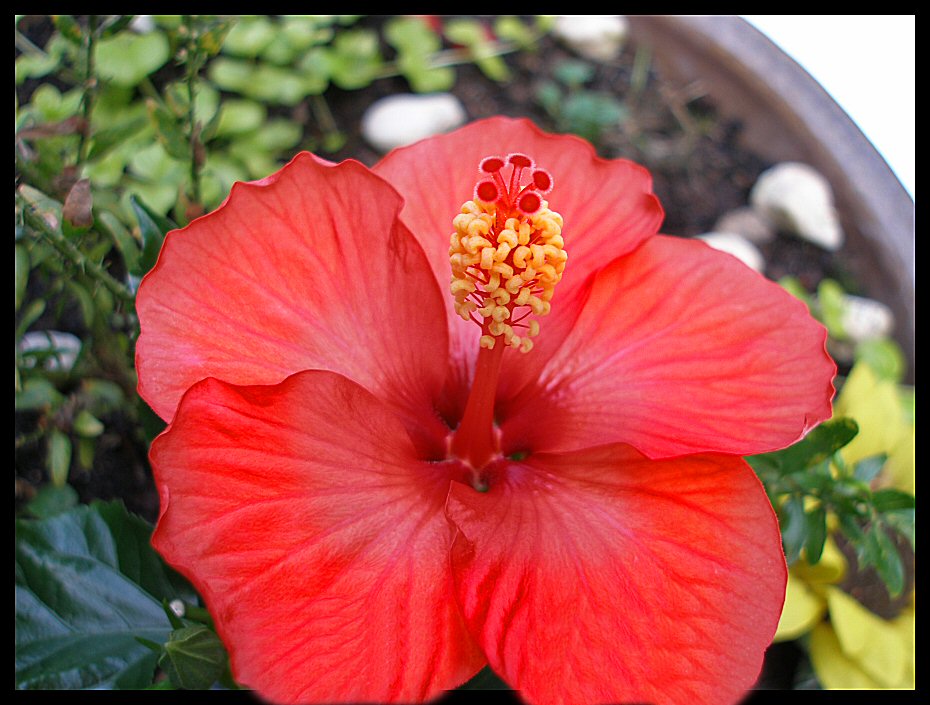 hibiskus