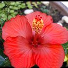 hibiskus